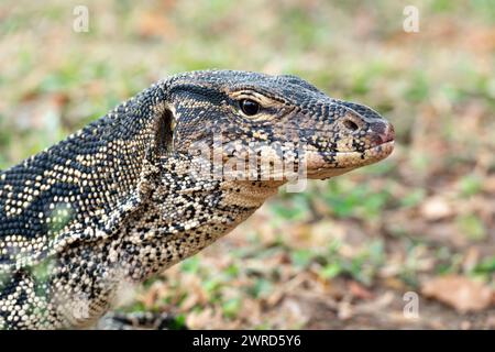 Primo piano della testa del drago della lucertola di Komodo monitor nel Parco Lumphinee, Bangkok, Thailandia Foto Stock