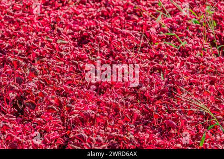 campo di fiori rossi in piena fioritura durante la primavera. Il colore rosso brillante. Magnifiche tazze da giardino fiorito multicolore. Il concetto di modalità Foto Stock