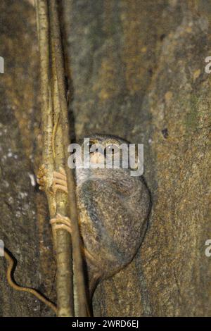 Un tarsiere spettrale di Gursky (Tarsius spectrumgurskyae) sul suo albero di nido nella riserva naturale di Tangkoko, Sulawesi settentrionale, Indonesia. La conservazione dei primati è una sfida comportamentale e come tale richiede soluzioni comportamentali informate, secondo un team di scienziati guidati da Harry Hilser nel loro articolo del 2023 pubblicato dall'International Journal of Primatology. Ha anche bisogno, hanno scritto, "Una strategia olistica di istruzione, sviluppo di capacità e conservazione basata sulla comunità si basa su una miscela di intuizioni provenienti da più discipline scientifiche sociali insieme alla ricerca diretta con le comunità della zona. Foto Stock