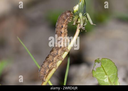 Larve di falena gialle con bordi larghi (Noctua fimbriata) Foto Stock