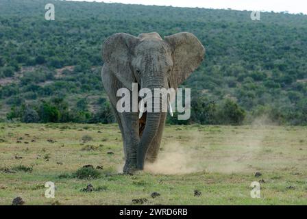 Angry Bull Elephant che calcia la polvere e schiaccia le orecchie in modo minaccioso. Un avvertimento! Sfondo verde bushveld. Foto Stock