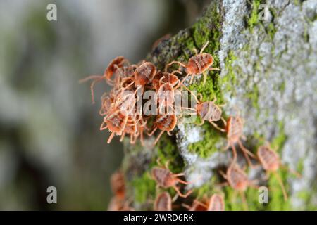 Acari del gruppo di massa del genere Bryobia nella famiglia degli acari dei ragni, Tetranychidae. Questi parassiti si nutrono di piante. Foto Stock