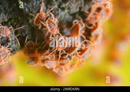 Acari del gruppo di massa del genere Bryobia nella famiglia degli acari dei ragni, Tetranychidae. Questi parassiti si nutrono di piante. Foto Stock