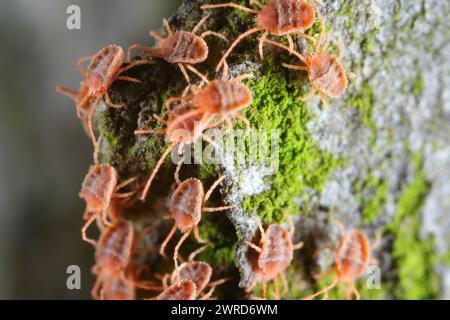 Acari del gruppo di massa del genere Bryobia nella famiglia degli acari dei ragni, Tetranychidae. Questi parassiti si nutrono di piante. Foto Stock