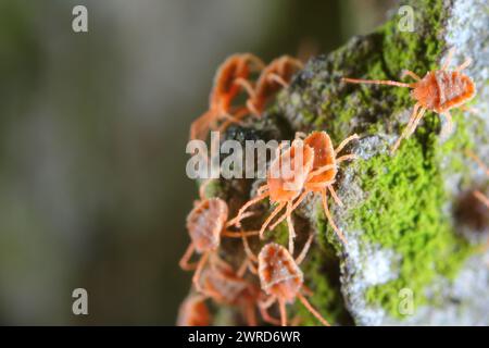 Acari del gruppo di massa del genere Bryobia nella famiglia degli acari dei ragni, Tetranychidae. Questi parassiti si nutrono di piante. Foto Stock