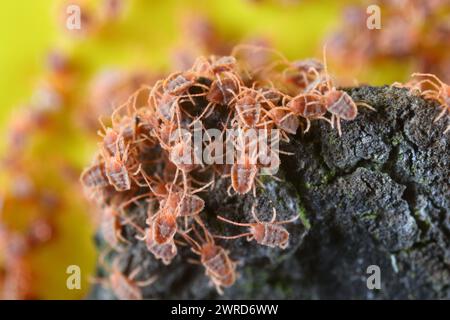 Acari del gruppo di massa del genere Bryobia nella famiglia degli acari dei ragni, Tetranychidae. Questi parassiti si nutrono di piante. Foto Stock