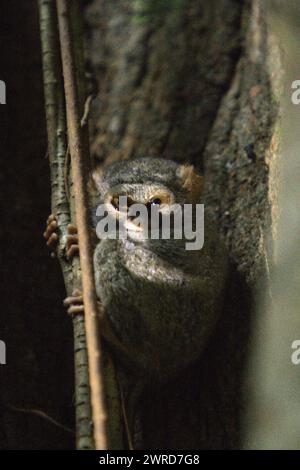 Ritratto di un tarsio o tarsier (Tarsius spectrumgurskyae) nella riserva naturale di Tangkoko, Sulawesi settentrionale, Indonesia. Tarsius è un genere dei primati più piccoli del mondo, secondo Arrijani (Dipartimento di Biologia Facoltà di matematica e Scienze naturali, Universitas Negeri Manado) e Muhammad Rizki (Dipartimento di Biologia, Facoltà di matematica e Scienze naturali, Universitas Palangka Raya) nel loro articolo del 2020 pubblicato per la prima volta su Biodiversitas (febbraio 2020). "La gente del posto li chiama con vari nomi come tangkasi, fantasmi scimmie e piccole scimmie", scrivevano. Foto Stock