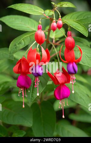 Fiori freschi di fucsia viola e rossi appesi a un cespuglio verde brillante Foto Stock