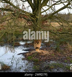 Segni di riferimento... Castoro (fibra di Castor), albero gnawed by beaver (quercia), tracce animali, fauna selvatica, natura in Europa. Foto Stock