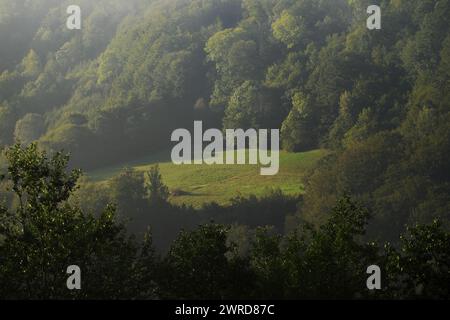 Diffusione della luce del sole della nebbia mattutina sulla radura nei boschi della Serbia sud-occidentale Foto Stock
