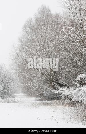 Wintereinbruch... Meerbusch Rheinland bei Düsseldorf, tief verschneite Büsche und Bäume nach einem plötzliche Wintereinbruch mit heftigem Schneefall in Nordrhein-Westfalen *** inizio dell'inverno, cespugli e alberi innevati, area naturale nella vecchia fregata del reno vicino a Düsseldorf, Germania, paesaggi e natura in Europa. Nordrhein-Westfalen Deutschland, Westeuropa Foto Stock