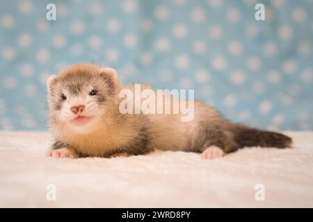 Ferret bambino di sei settimane che posa per ritratti in studio Foto Stock