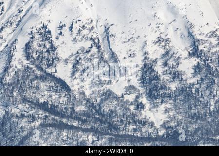 Primo piano delle foreste alla base del vulcano innevato monte Yotei in inverno Foto Stock