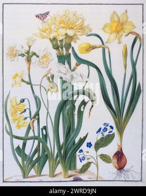 Illustrazione di narcisi, forget-me-nots e farfalla di Maria Sibylla Merian, XVII secolo Foto Stock