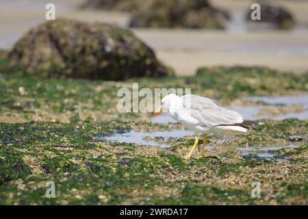 Un gabbiano con le gambe gialle in piedi su una spiaggia, giorno di sole in estate, Francia settentrionale Foto Stock