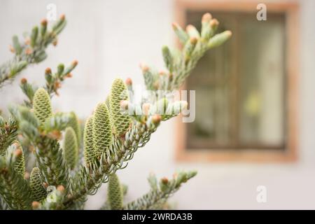 Dettaglio dei coni e dei rami di abete primaverile freschi sul cortile Foto Stock
