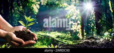 Mano che tiene piccolo albero per piantare nella foresta verde con effetto Flare - giornata della Terra - concetto di ambiente Foto Stock