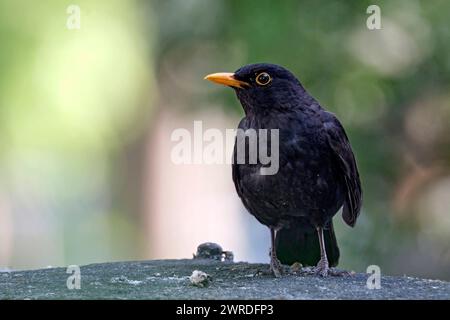 Amsel Turdus merula o Schwarzdrossel. Amsel Turdus merula o Schwarzdrossel. 20230602MIC0009 *** Blackbird Turdus merula o Black Thrush Blackbird Turdus merula o Black Thrush 20230602MIC0009 Foto Stock