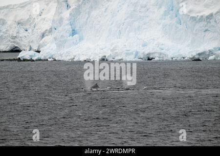 Megattere di balena (Megaptera novaeangliae), Orne Harbour, Gerlache Strait, Antartico Peninsular, gennaio 2024 Foto Stock