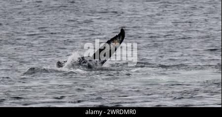 Megattere di balena (Megaptera novaeangliae), Orne Harbour, Gerlache Strait, Antartico Peninsular, gennaio 2024 Foto Stock