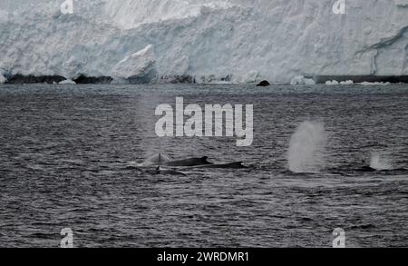 Megattere di balena (Megaptera novaeangliae), Orne Harbour, Gerlache Strait, Antartico Peninsular, gennaio 2024 Foto Stock