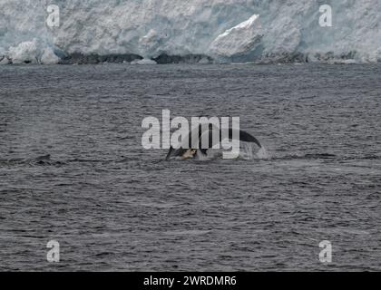 Megattere di balena (Megaptera novaeangliae), Orne Harbour, Gerlache Strait, Antartico Peninsular, gennaio 2024 Foto Stock