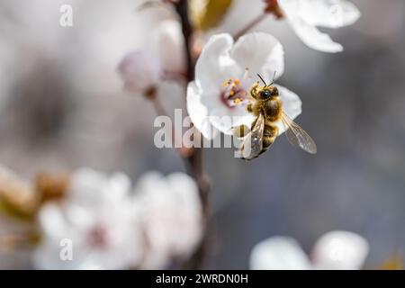 Ape che succhia il nettare sui fiori bianchi di Prunus Cerasifera in primavera Foto Stock