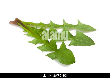 Foglie di dente di leone isolate su sfondo bianco Foto Stock