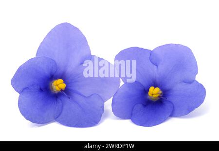 Saintpaulia (African violette) isolato su sfondo bianco Foto Stock