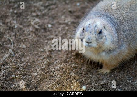 Un maiale in primo piano emerge dalla sua tana in un ambiente naturale, mostrando la sua pelliccia marrone chiaro e grigia. Foto Stock