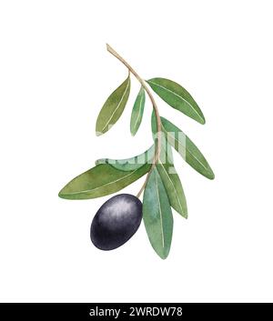 Ramo acquerello con olive nere isolate su sfondo bianco. Illustrazione disegnata a mano. Foto Stock
