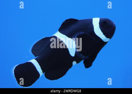 Il pesce pagliaccio ocellaris (Amphiprion ocellaris), noto anche come il pesce pagliaccio percola falso o pesce pagliaccio comune, è un pesce marino appartenente alla famiglia Foto Stock