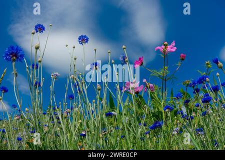 Prato di fiori selvatici, striscia di fiori di fronte al cielo blu, habitat di strisce di fiori, striscia di fiori di fronte al campo di mais Foto Stock