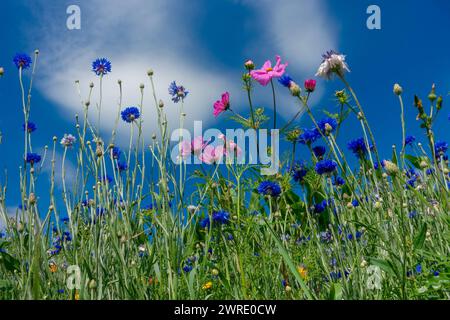 Prato di fiori selvatici, striscia di fiori contro il cielo blu, striscia di fiori habitat, striscia di fiori davanti al campo di mais Foto Stock