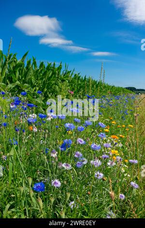 Prato di fiori selvatici, strisce di fiori contro il cielo blu, habitat di strisce di fiori, strisce di fiori contro il campo di mais Foto Stock