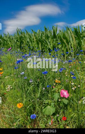 Prato di fiori selvatici, strisce di fiori contro il cielo blu, habitat di strisce di fiori, strisce di fiori contro il campo di mais Foto Stock