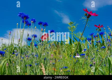 Prato di fiori selvatici, striscia di fiori di fronte al cielo blu, habitat di strisce di fiori, striscia di fiori di fronte al campo di mais Foto Stock