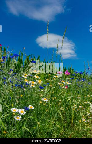 Prato di fiori selvatici, striscia di fiori di fronte al cielo blu, habitat di strisce di fiori, striscia di fiori di fronte al campo di mais Foto Stock