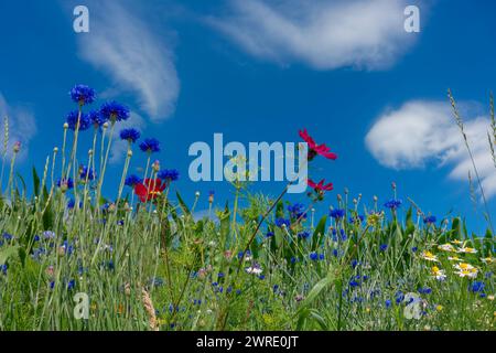 Prato di fiori selvatici, striscia di fiori di fronte al cielo blu, habitat di strisce di fiori, striscia di fiori di fronte al campo di mais Foto Stock