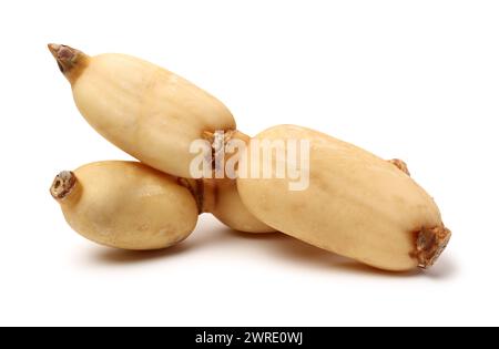 Lotus root su sfondo bianco Foto Stock