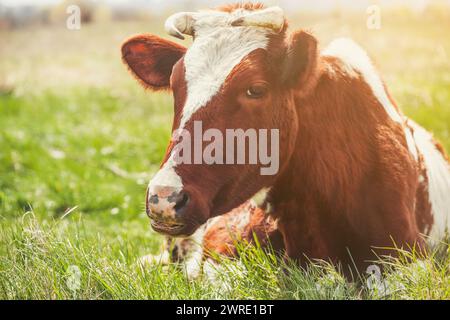 Una giovane mucca corna di colore marrone giace su un prato. Animali da riproduzione nell'azienda. Foto Stock