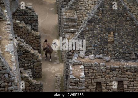 12/10/15. Lama a Machu picchu, Perù. Foto Stock