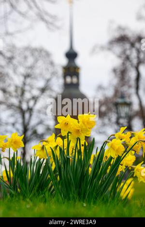 Dresda, Germania. 12 marzo 2024. I narcisi, noti anche come narcisi, fioriscono nella città vecchia presso lo stagno Zwingerteich di fronte alla torre Hausmannsturm. Crediti: Robert Michael/dpa/ZB/dpa/Alamy Live News Foto Stock