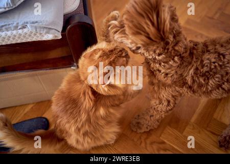 un gatto rosso e un cockapoo stanno combattendo contro lo sfondo di un letto ricoperto di cartone per proteggersi dagli animali domestici Foto Stock