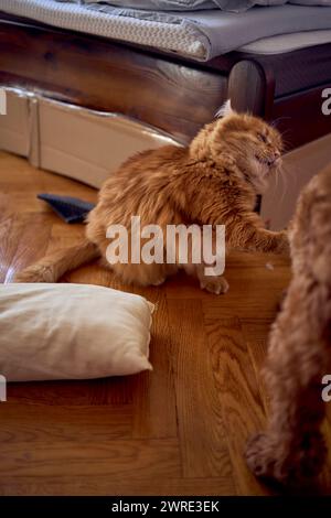 un gatto rosso e un cockapoo stanno combattendo contro lo sfondo di un letto ricoperto di cartone per proteggersi dagli animali domestici Foto Stock