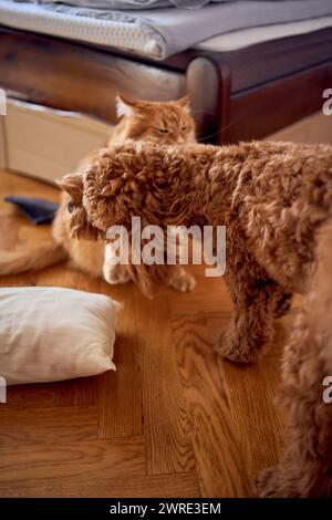 un gatto rosso e un cockapoo stanno combattendo contro lo sfondo di un letto ricoperto di cartone per proteggersi dagli animali domestici Foto Stock