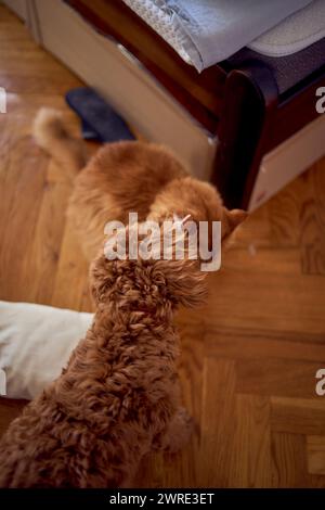 un gatto rosso e un cockapoo stanno combattendo contro lo sfondo di un letto ricoperto di cartone per proteggersi dagli animali domestici Foto Stock