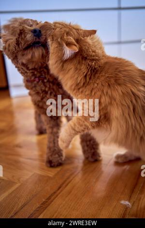 un gatto rosso e un cockapoo stanno combattendo contro lo sfondo di un letto ricoperto di cartone per proteggersi dagli animali domestici Foto Stock