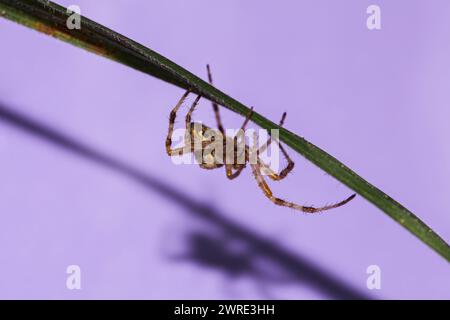 L'immagine su sfondo viola con una bellissima specie di ragno chiamata Araneus diadematus. Foto di alta qualità Foto Stock