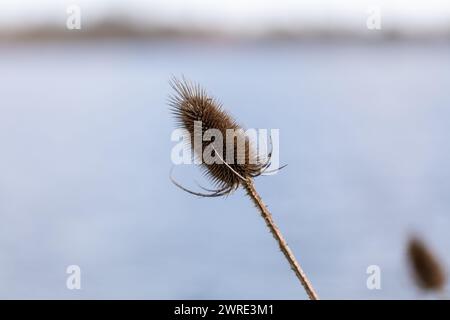 Una testa di seme marrone di Teasel, Dipsacus fullonum closeup a fine inverno. Foto Stock